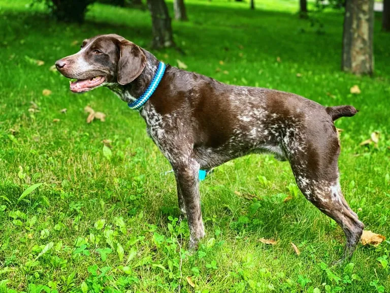 P&M braid Dog collar