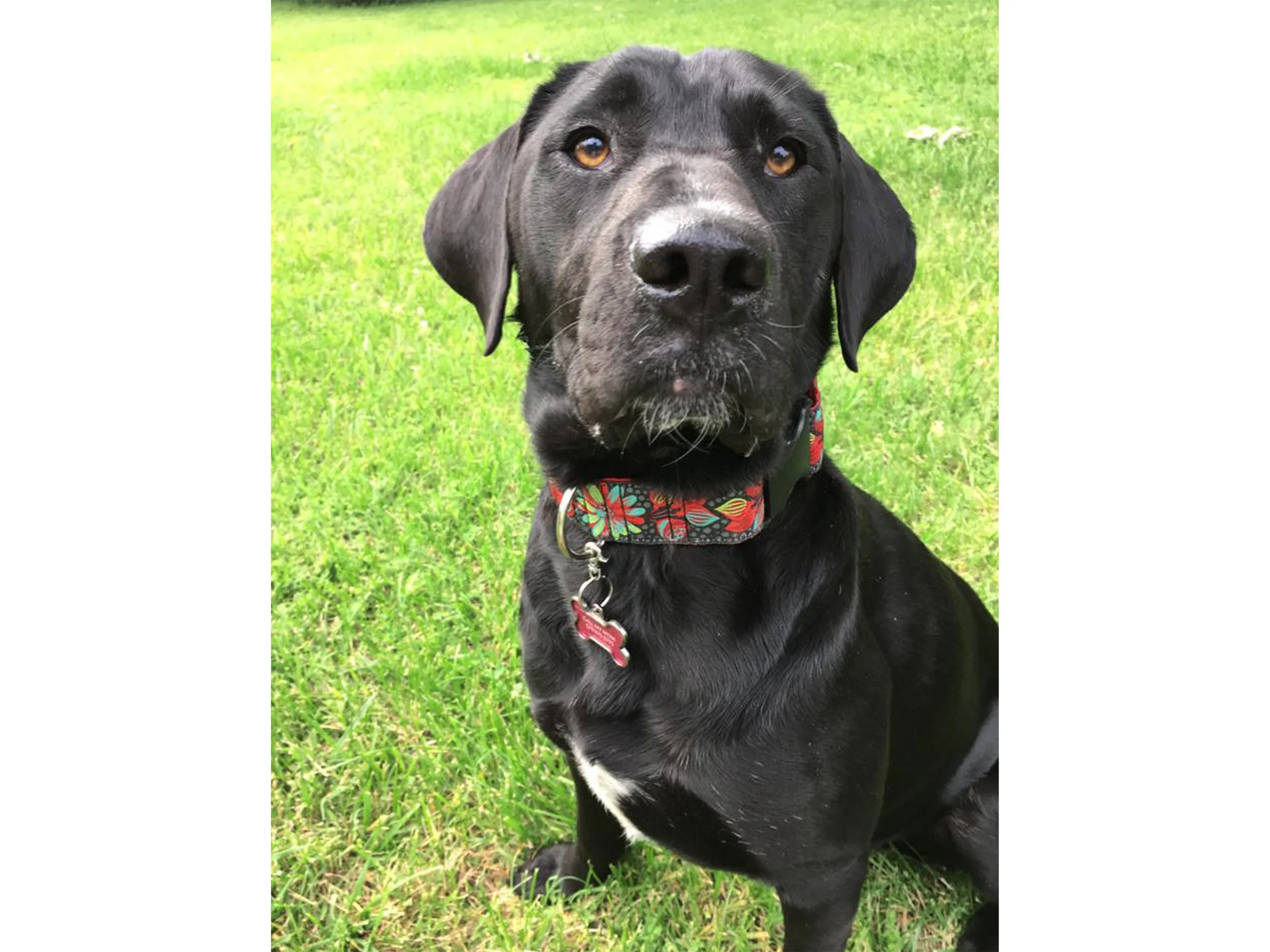 Pop Art Petals Jacquard - Martingale or Buckle Dog Collar - 1.5" Width