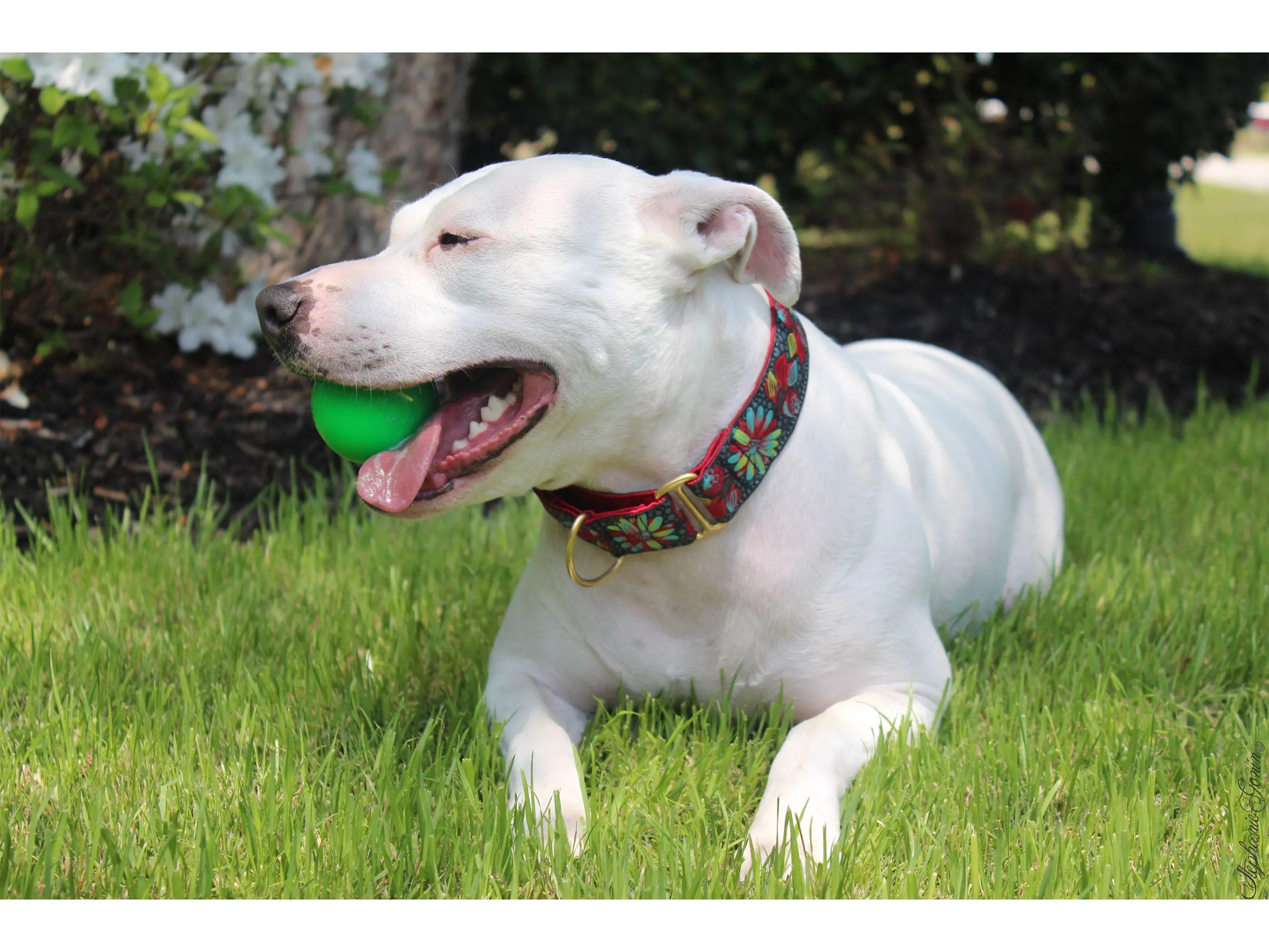 Pop Art Petals Jacquard - Martingale or Buckle Dog Collar - 1.5" Width