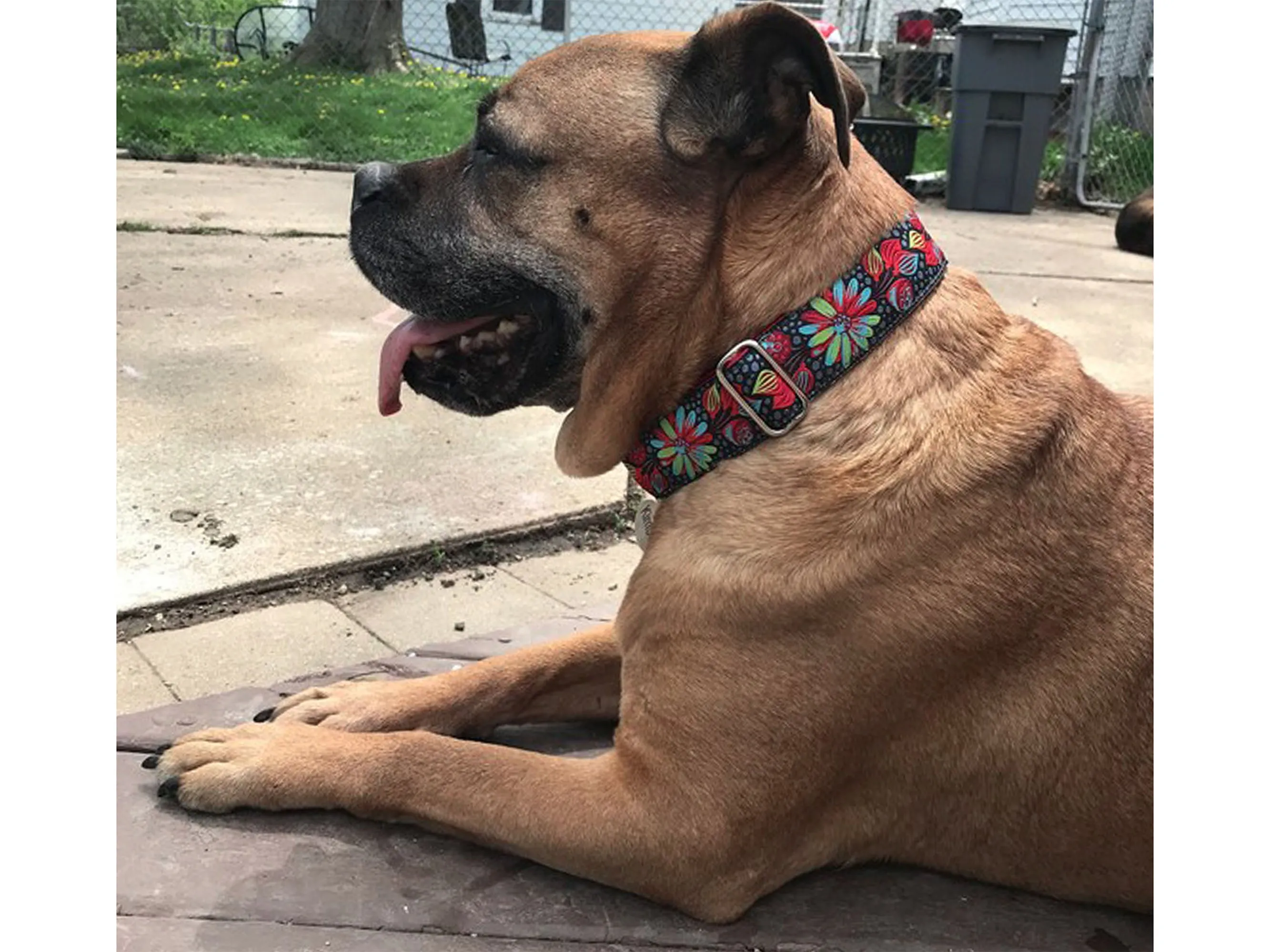 Pop Art Petals Jacquard - Martingale or Buckle Dog Collar - 1.5" Width