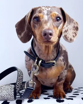 Wylde Black Spotted Walk Kit, Collar   Leash